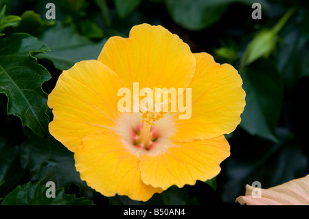 Hibiscus Rosa-Sinensis Malvaceae Stockfoto