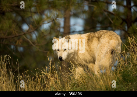 Grey Wolf, Canis lupus Stockfoto