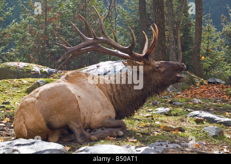 Ein Stier rut Elche während hallten. Stockfoto