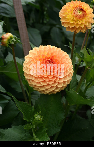 DAHLIE BLYTON WEICHER GLANZ. KLEINEN BALL DAHLIE. Stockfoto