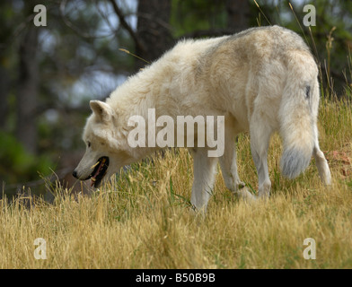 Grey Wolf, Canis lupus Stockfoto