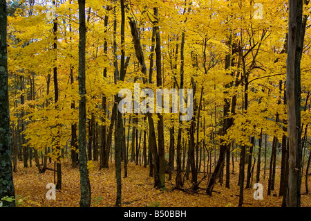 A stand of trees in Autumn colours. Stockfoto
