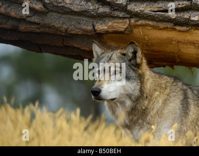 Grey Wolf, Canis lupus Stockfoto