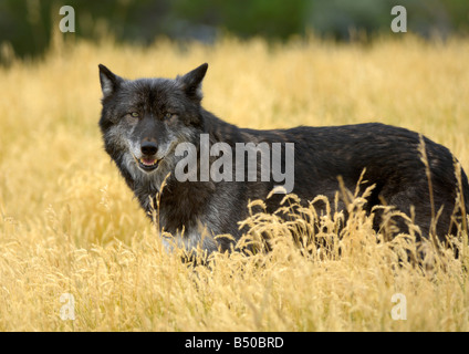 Grey Wolf, Canis lupus Stockfoto