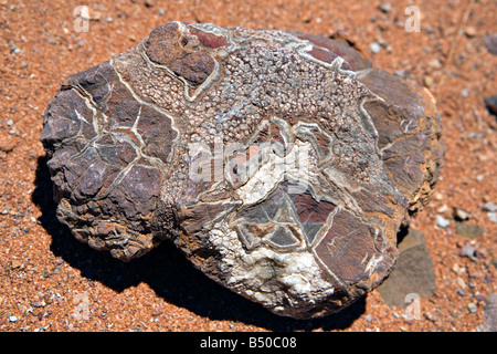 Der verbrannte Berg Rock Nahaufnahme in Twyfelfontein Damaraland Namibia Stockfoto