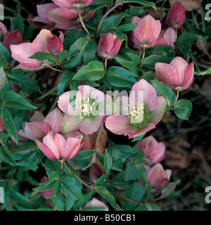 Helleborus x sternii Stockfoto