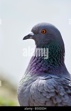 Eine Nahaufnahme von einer verwilderten Taube zeigt lila und grüne Gefieder am Hals Federn Stockfoto