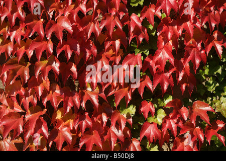 Virginian Schlingpflanze in roter Herbstfärbung Stockfoto