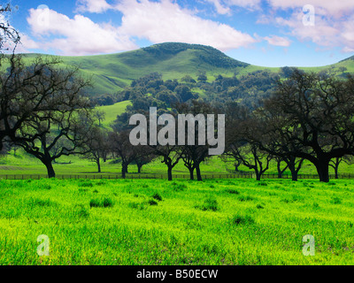 Oaks in Kalifornien ein Frühlingsgrün Weide Stockfoto