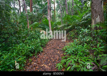 Ein Wanderweg durch den dichten Regenwald im Similajau Nationalpark nr Bintulu Sarawak Malaysia Stockfoto