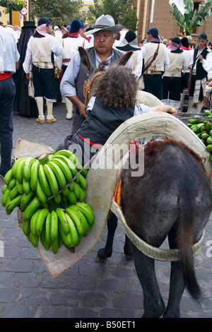 Spanische jungen auf Esel beladen mit Bananen auf Fiesta in Galdar auf Gran Canaria Stockfoto