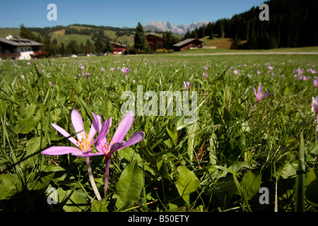 Herbstzeitlose Colchicum Autumnale auf einer Wiese am Alpe di Seiser Alto Adige Südtirol Italien Stockfoto