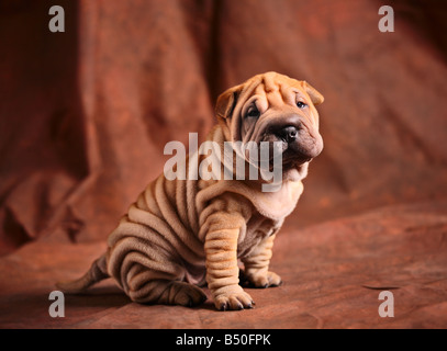 Niedliche Sharpei Welpen Stockfoto