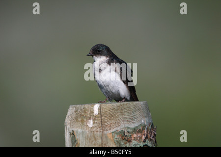 Baum schlucken Tachycineta bicolor ruht auf Zaun post angrenzenden landwirtschaftlichen Flächen in der Nähe von Henrys Lake Park Montana im Juli Stockfoto