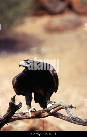 Der Wedge-Tailed Eagle ist Australien s größte Greifvogel Stockfoto