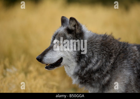Grey Wolf, Canis lupus Stockfoto
