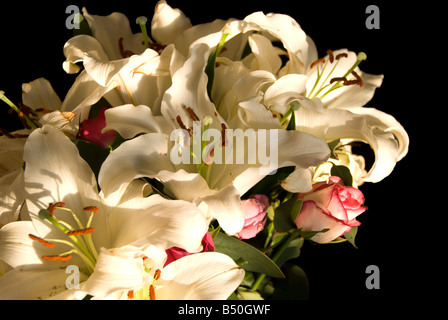 Ein Bouquet von weißen und rosa Blüten auf schwarzem ausgeschnitten. Blumen sind weiß und rosa Lilien und Rosen. Stockfoto