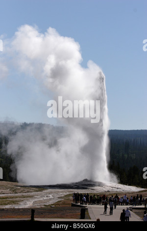 Old Faithful Geysir ausbrechen bei Upper Geyser Basin Yellowstone Park im Juli Stockfoto