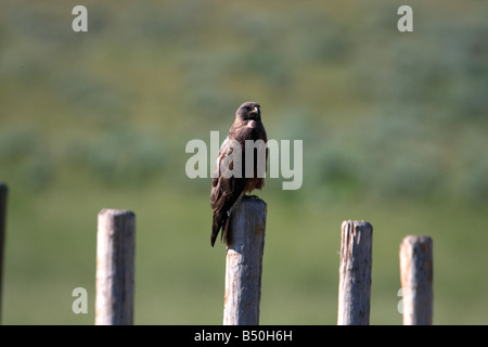 Swainson's Hawk Buteo Swainsoni ruht auf Zaun post angrenzenden Ackerland in der Nähe von Red Rock Lakes Wildlife Refuge Montana im Juli Stockfoto