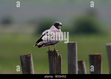 Swainson's Hawk Buteo Swainsoni ruht auf Zaun post angrenzenden Ackerland in der Nähe von Red Rock Lakes Wildlife Refuge Montana im Juli Stockfoto