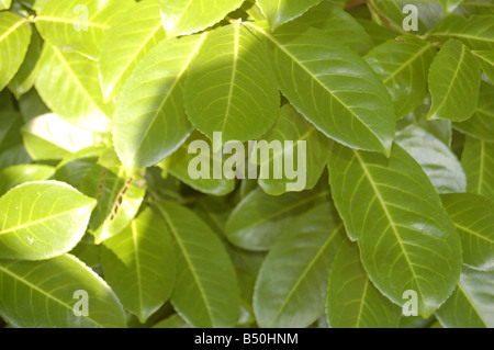 Baum Blätter bei Montrose Pk, Edgware, London, England, uk Stockfoto