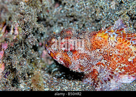 Madeira Drachenkopf oder Scorpionfish Scorpaena Maderensis unter Wasser Stockfoto