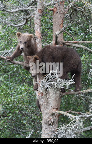 2 grizzly Cubs in Baum, Katmai Nationalpark, Alaska Stockfoto