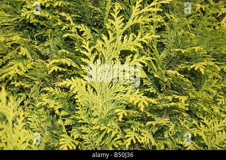 Ziemlich grün Blumen bei Montrose Pk, Edgware, London, England, uk Stockfoto