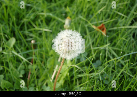 Schöne Blumen bei Montrose Pk, Edgware, London, England, uk Stockfoto