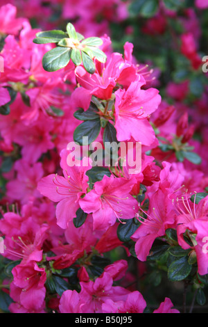 Azalee Rhododendren schöne tropische Schönheit Stockfoto