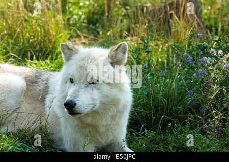 Grey Wolf, Canis lupus Stockfoto