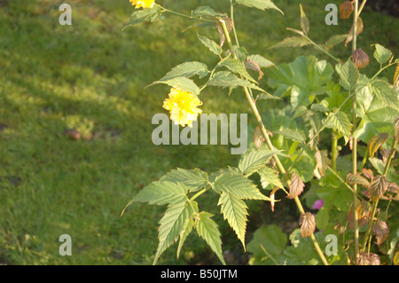 Blumen bei Montrose Pk, Edgware, London, England, uk Stockfoto