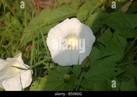 Hübsche weiße Blume bei Montrose Pk, Edgware, London, England, uk Stockfoto