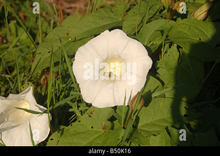 Blumen bei Montrose Pk, Edgware, London, England, uk Stockfoto