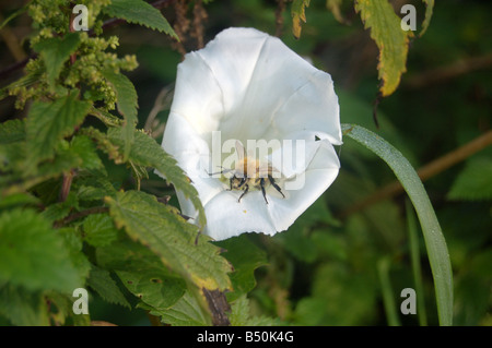 Biene im weißen Blüten bei Montrose Pk, Edgware, London, England, uk Stockfoto