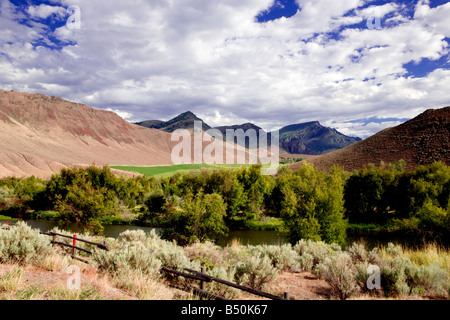 Morgan Creek National Mountain Schafe Land entlang Morgan Creek Road, Idaho, USA Stockfoto