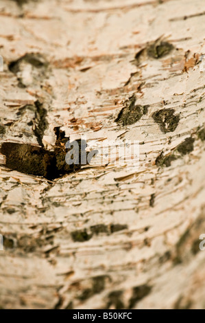 Silver Birch Bark Nahaufnahme Stockfoto