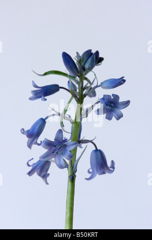 Spanische Bluebell Hyacinthoides Hispanica hat blaue Staubbeutel und einen aufrechten Stamm Stockfoto