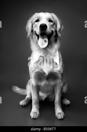 Golden Retriever Stockfoto