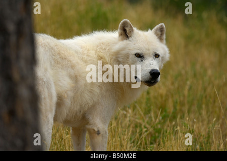 Grey Wolf, Canis lupus Stockfoto