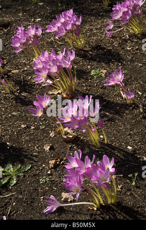 Blüten der Herbstzeitlose Colchicum in Sonne Ende September öffnen Stockfoto