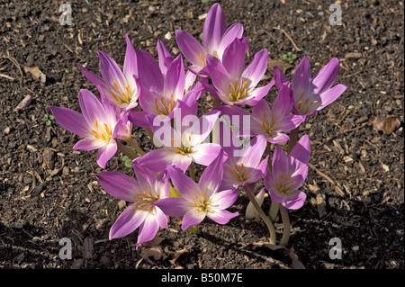 Blüten der Herbstzeitlose Colchicum in Sonne Ende September öffnen Stockfoto