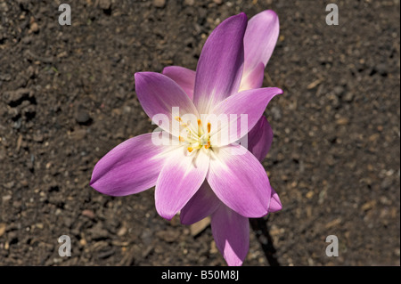 Blüten der Herbstzeitlose Colchicum in Sonne Ende September öffnen Stockfoto