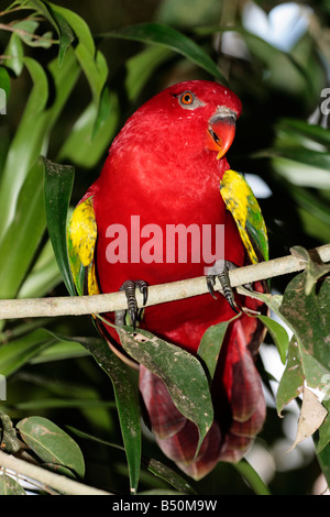 Ein roter Papagei auf einem Ast in grün foliaage Stockfoto