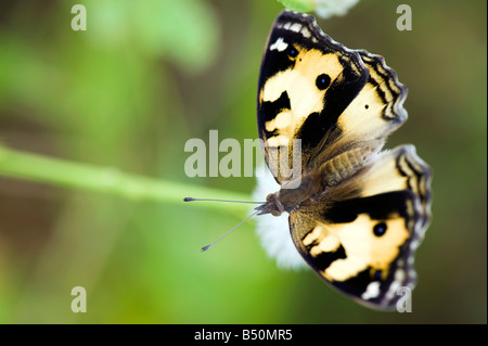 Precis Hierta. Stiefmütterchen gelb Schmetterling in der indischen Landschaft. Andhra Pradesh, Indien Stockfoto