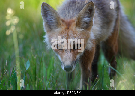 Rotfuchs Vulpes Vulpes (Nahaufnahme Bild) stalking durch Rasen im Colter Bay Village-Grand Teton im Juli Stockfoto