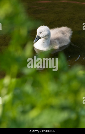 Ein Höckerschwan Cygnet in See mit dunkelgrünem Laub im Vordergrund Stockfoto