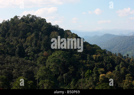 Eine Ansicht des Nilgiri Hills, Kerala, Indien Stockfoto