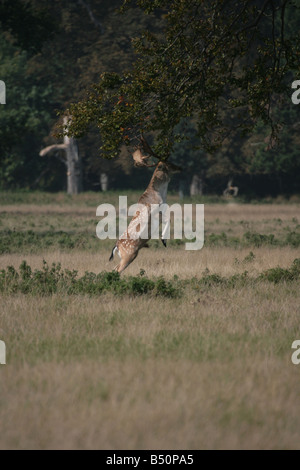Damhirsch Bock Dama Dama Sprung ins Äste während der Brunftzeit Stockfoto
