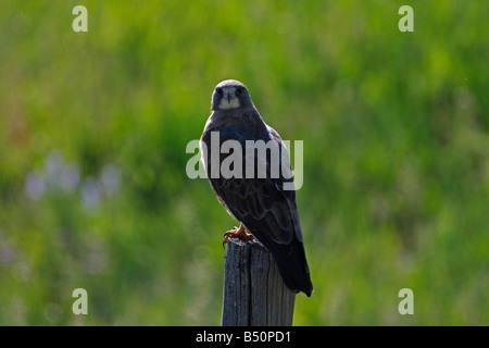 Swainson's Hawk Buteo Swainsoni ruht auf Zaun post angrenzenden Ackerland in der Nähe von Red Rock Lakes Wildlife Refuge Montana im Juli Stockfoto